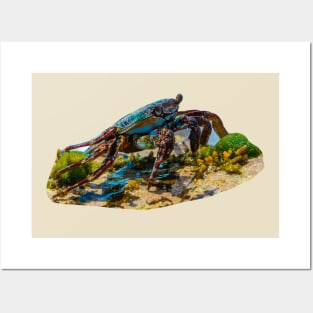 Sally Lightfoot Crab Posters and Art